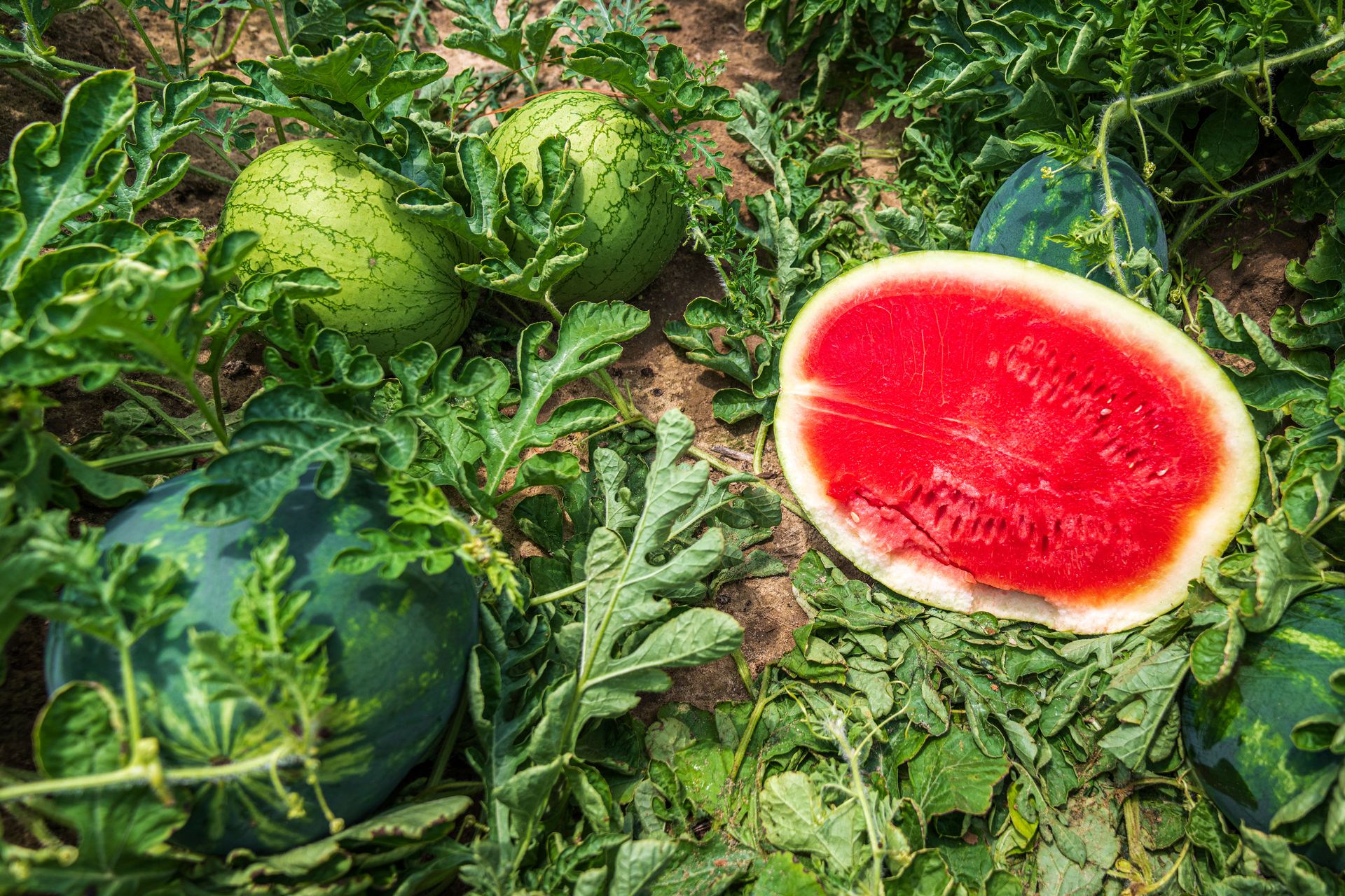 Com colheita de 200 toneladas, essa é a maior produção de melancias do Brasil