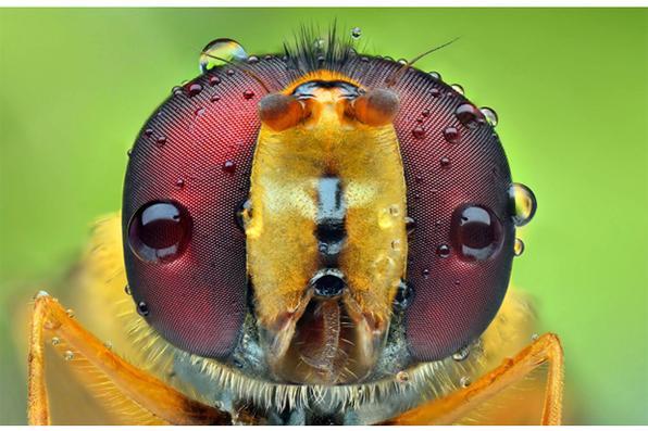 Diario De Pernambuco Galeria De Fotos Fotógrafo Se Especializa Em Fotos Macro De Olhos De Insetos 4726