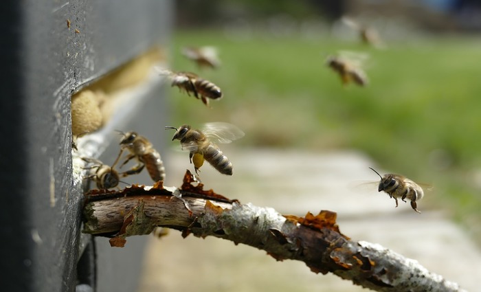 CE: Ataque de abelhas deixa homem ferido e mata cavalo e galinhas em sítio  - 18/11/2020 - UOL Notícias