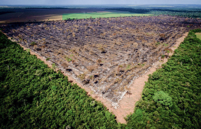 Desmatamento No Brasil Cresce Brasil Diario De Pernambuco