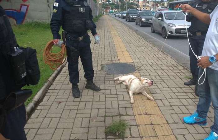 Cachorro Pitbull - Grande Belo Horizonte, Minas Gerais