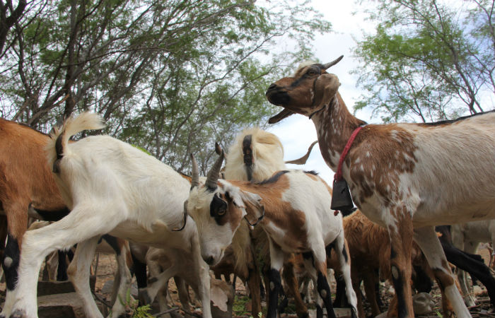 Objetivo  atender a uma demanda por carne de bode e leite de cabra, que surgiu durante uma misso do Consrcio Nordeste na Europa, em novembro de 2019. (Foto: Edilson Jnior / SDA)