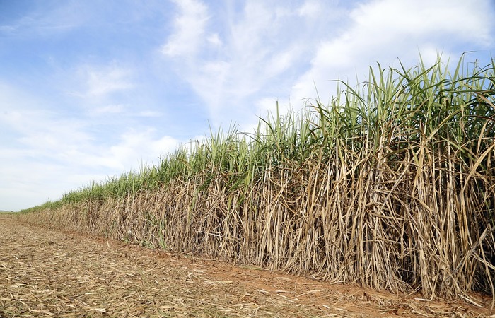 Os produtores vinculados  AFCP continuaro usando as melhores variedades de cana para regio sem a cobrana de R$ 300 por hectare por mais cinco anos. (Foto: Pixabay)