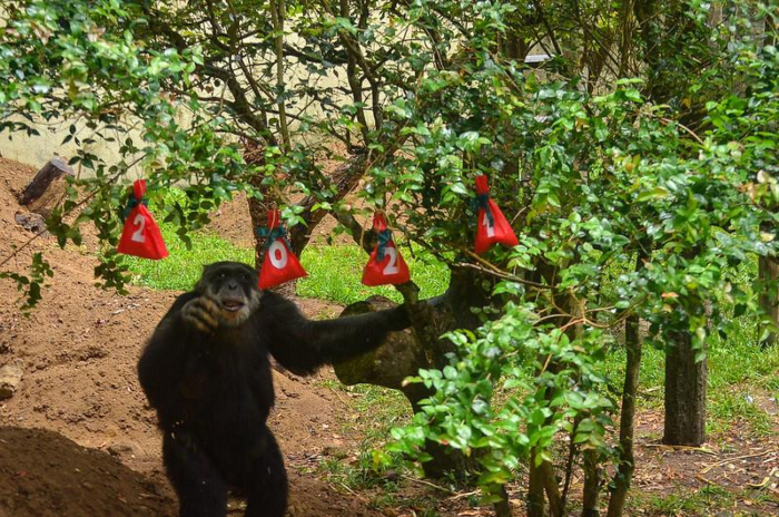 Parque Dois Irmãos acolhe 'Liz', uma bebê macaco de espécie