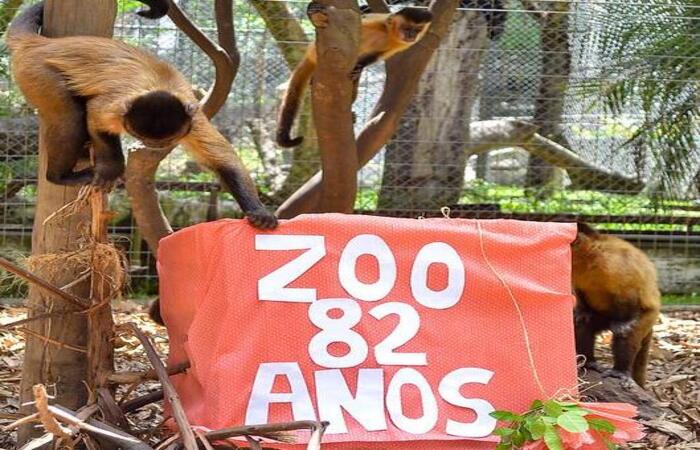 Parque Dois Irmãos acolhe 'Liz', uma bebê macaco de espécie