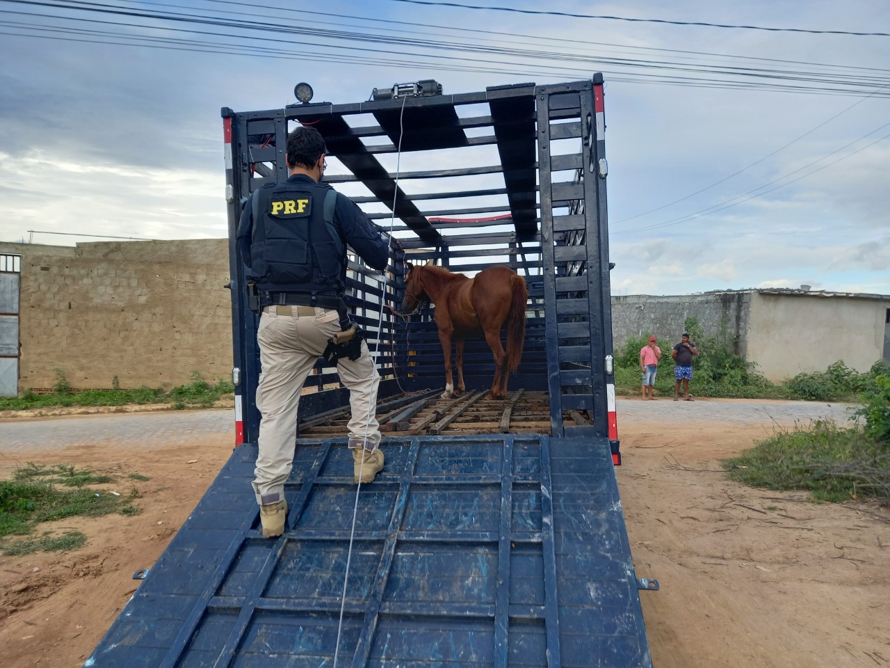 PRF e Prefeitura de Carpina recolhem 13 cavalos em rodovias do