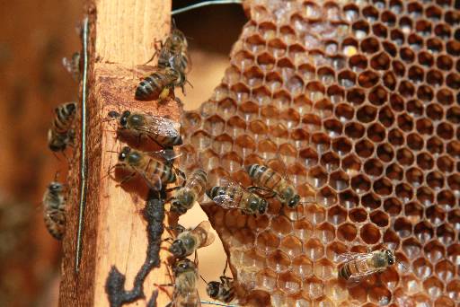 O mel de abelha pode se tornar um item obrigatrio no cardpio das escolas da rede pblica de Pernambuco.  (Teresa Maia/Arquivo DP)