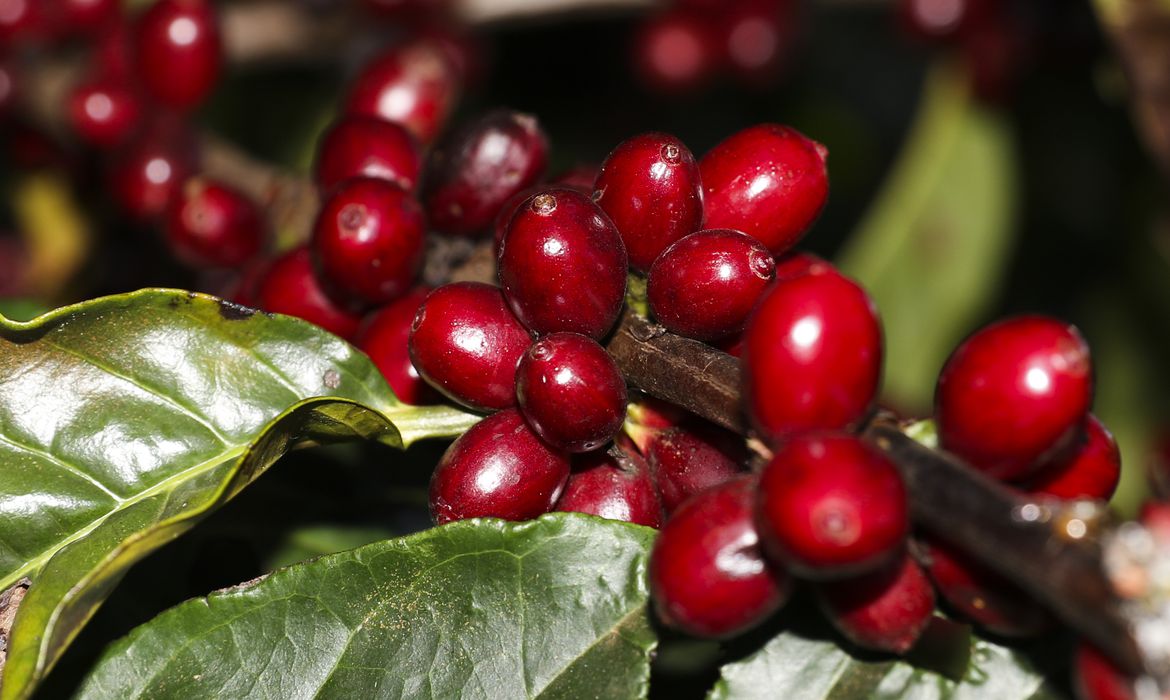 Preço do café Conilon ultrapassa o Arábica pela primeira vez na história