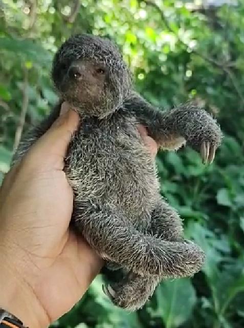 agentes da guarda municipal de olinda resgatam bicho preguiça Últimas