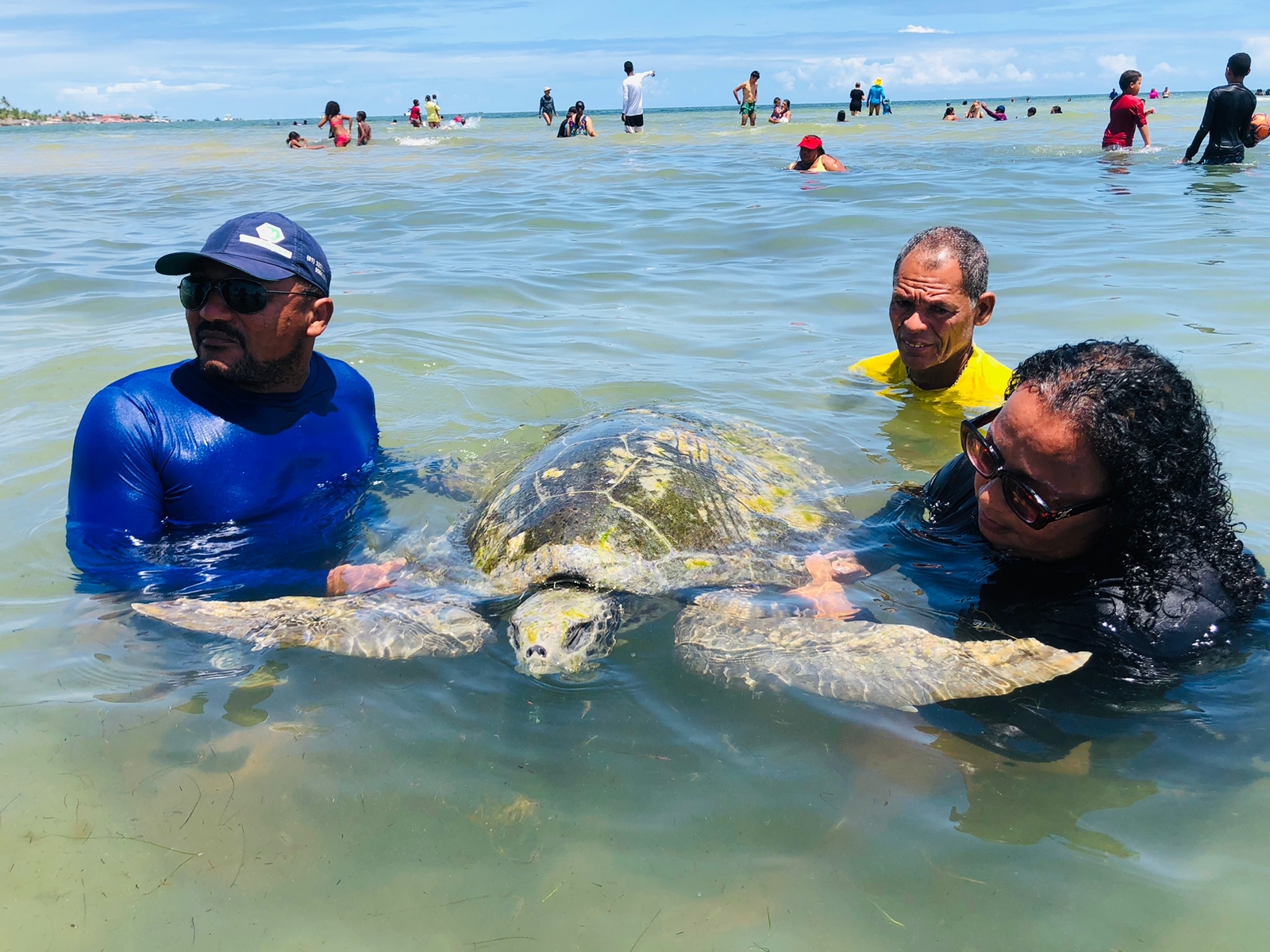 Tartaruga marinha é resgatada na praia de Barra de Catuama, Goiana, litoral Norte de Pernambuco | Local: Diario de Pernambuco