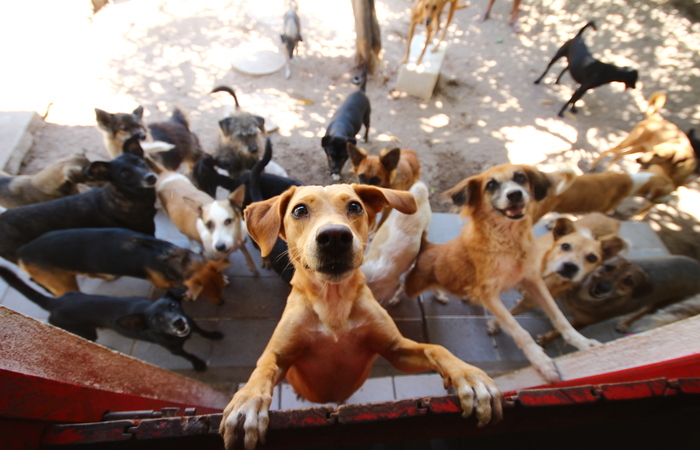 Projeto Adote um Vira-lata promove evento de adoção de cães e gatos  castrados