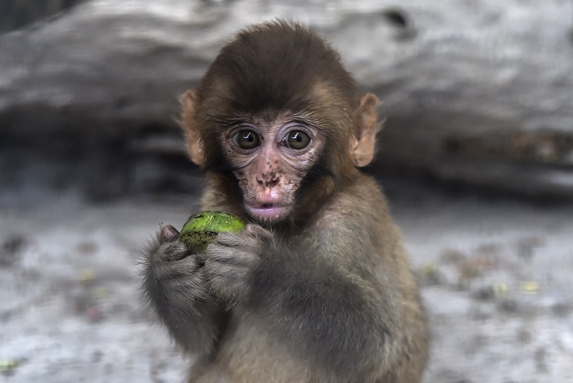 É permitido ter um macaco como animal de estimação?