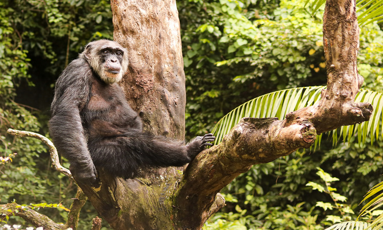 Semelhanças entre o chimpanzé e o homem - Mundo Educação