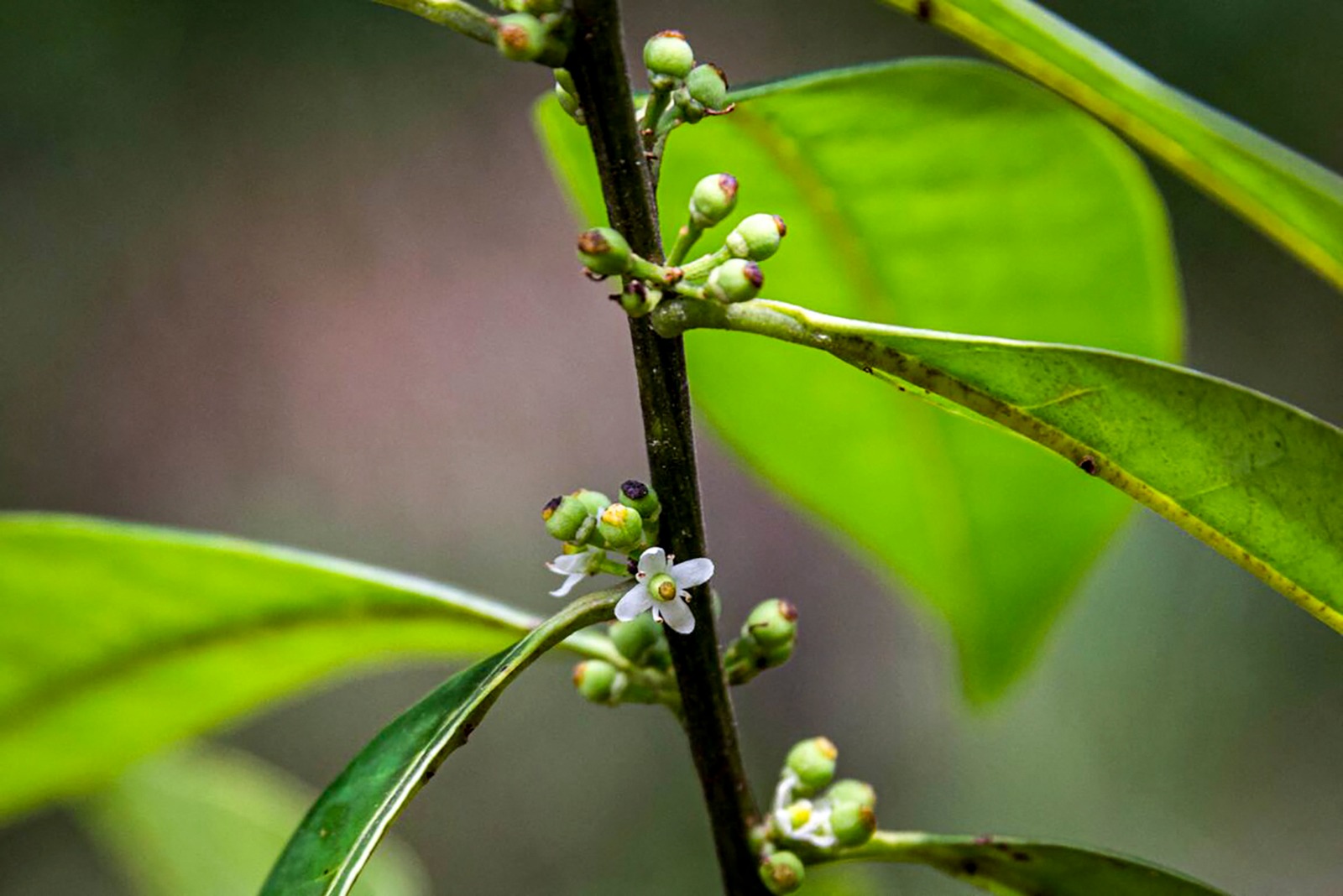 Nome cientfico do Azevinho pernambucano   "Ilex sapiiformis" (foto: FRED JORDAO / WILD PROJECT / AFP)