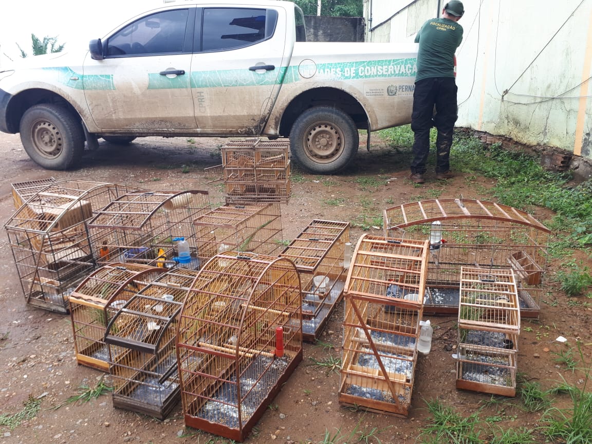A meta foi coibir o contrabando ilegal do bioma. Mais de R$ 1,2 milho em multas foram aplicadas aos infratores ambientais e 27 animais silvestres resgatados em cativeiro. (Foto: Divulgao;MPPE)
