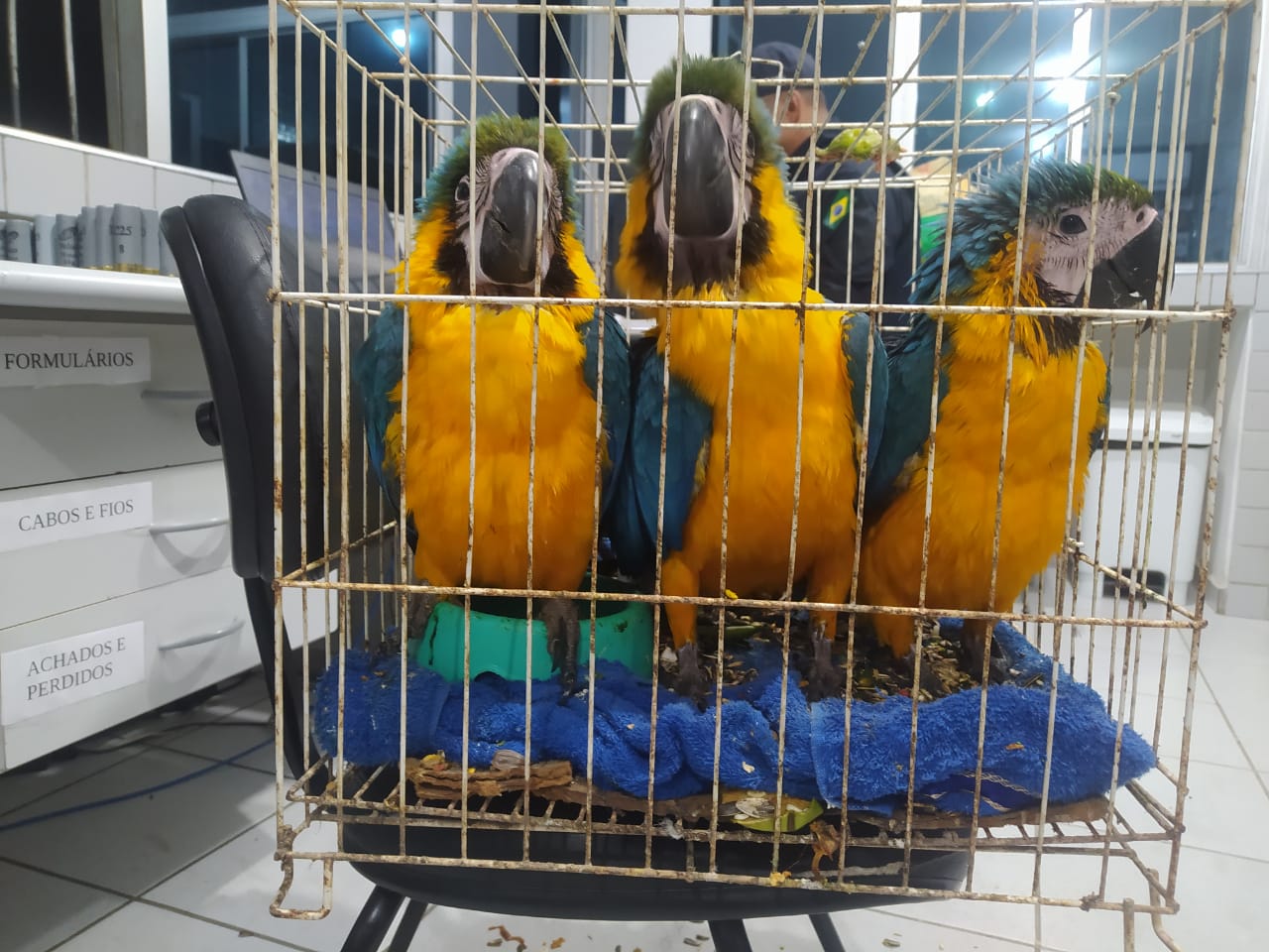 As aves foram encaminhadas  Agncia Estadual do Meio Ambiente (Foto: Divulgao/PRF)