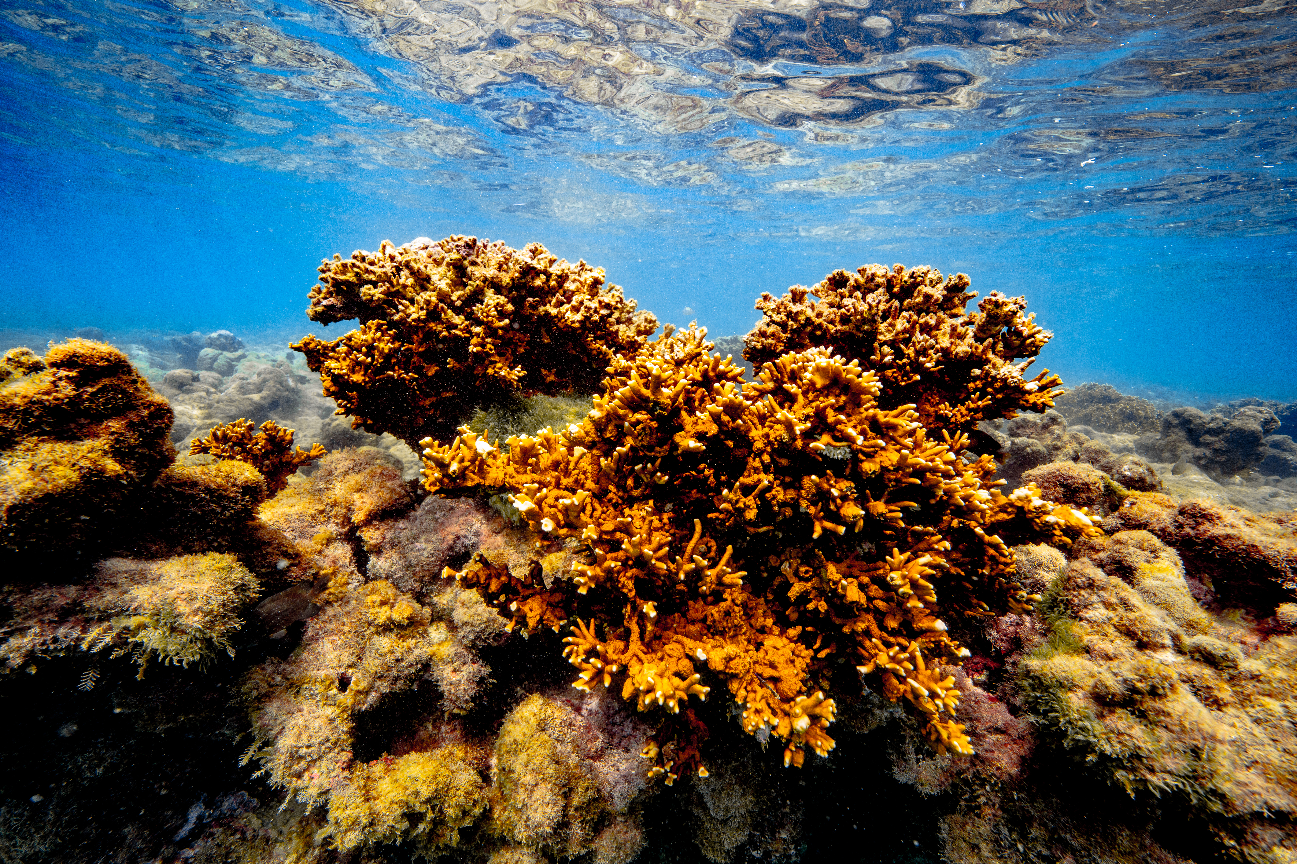 Os recifes de corais funcionam como uma barreira, reduzindo a energia e altura das ondas (Foto: Filipe Cadena/Fundao Grupo Boticrio)