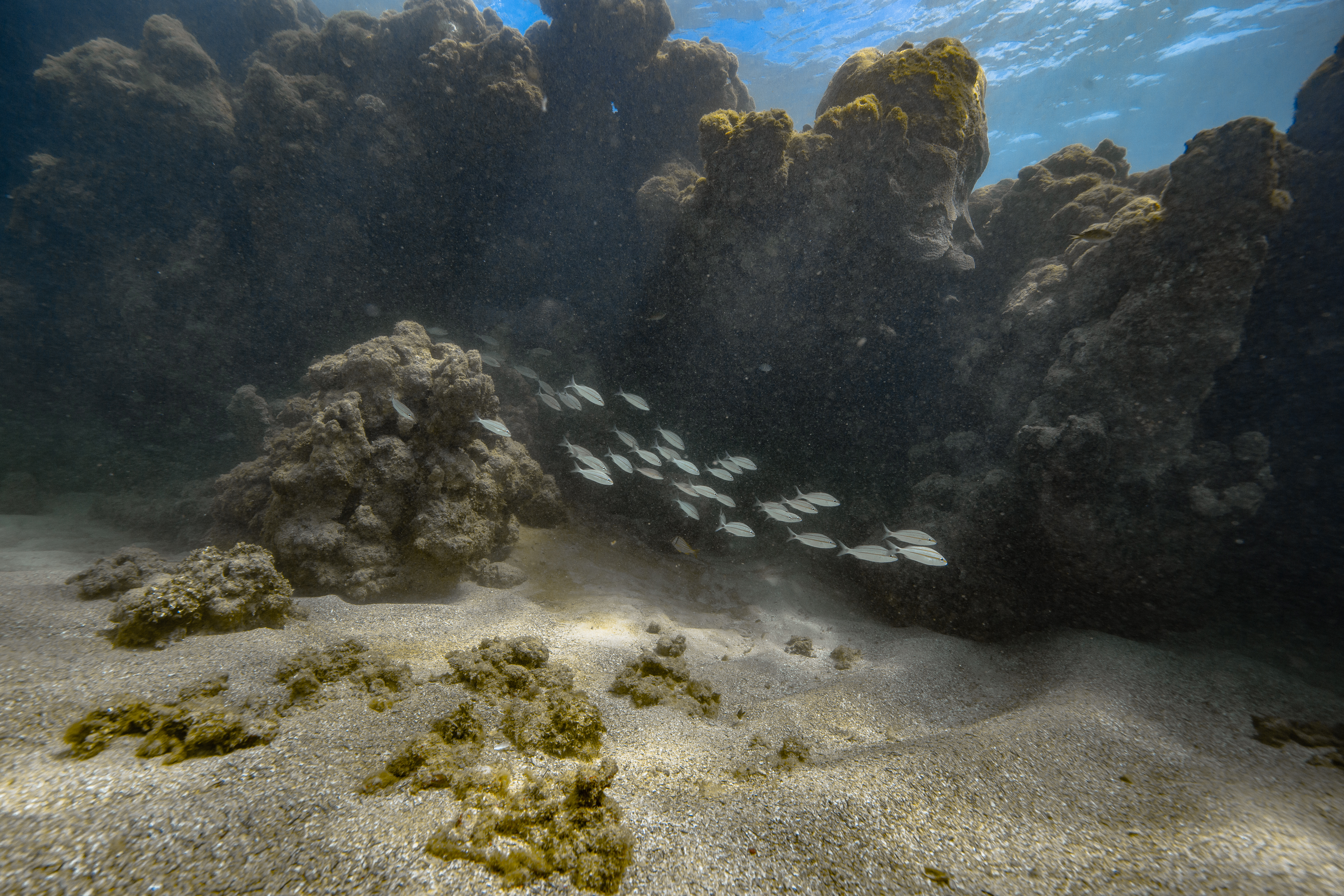 Os recifes de corais sofrem com poluio, turismo no sustentvel e com mudanas climticas (Foto: Filipe Cadena/Fundao Grupo Boticrio)