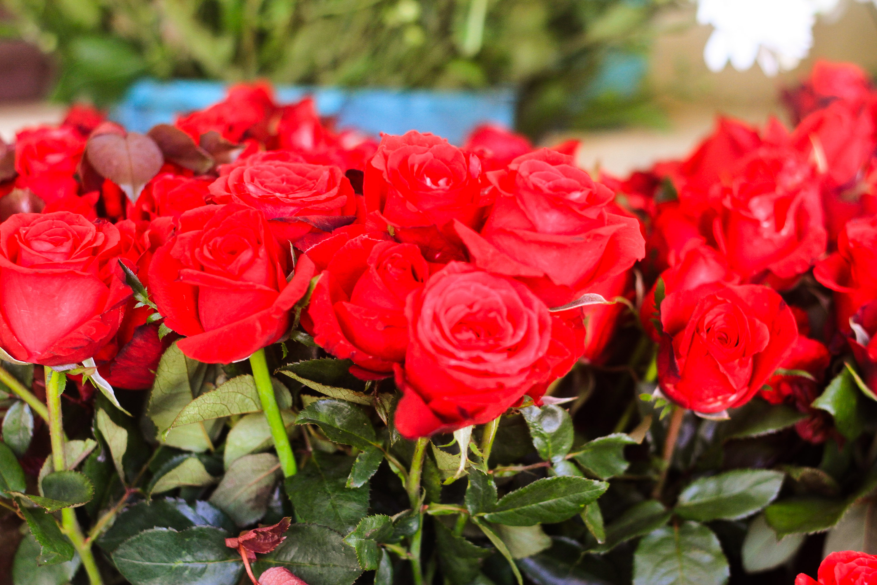 As rosas vermelhas so uma das mais procuradas para esta data. (Foto: Romulo Chico /Esp DP foto)