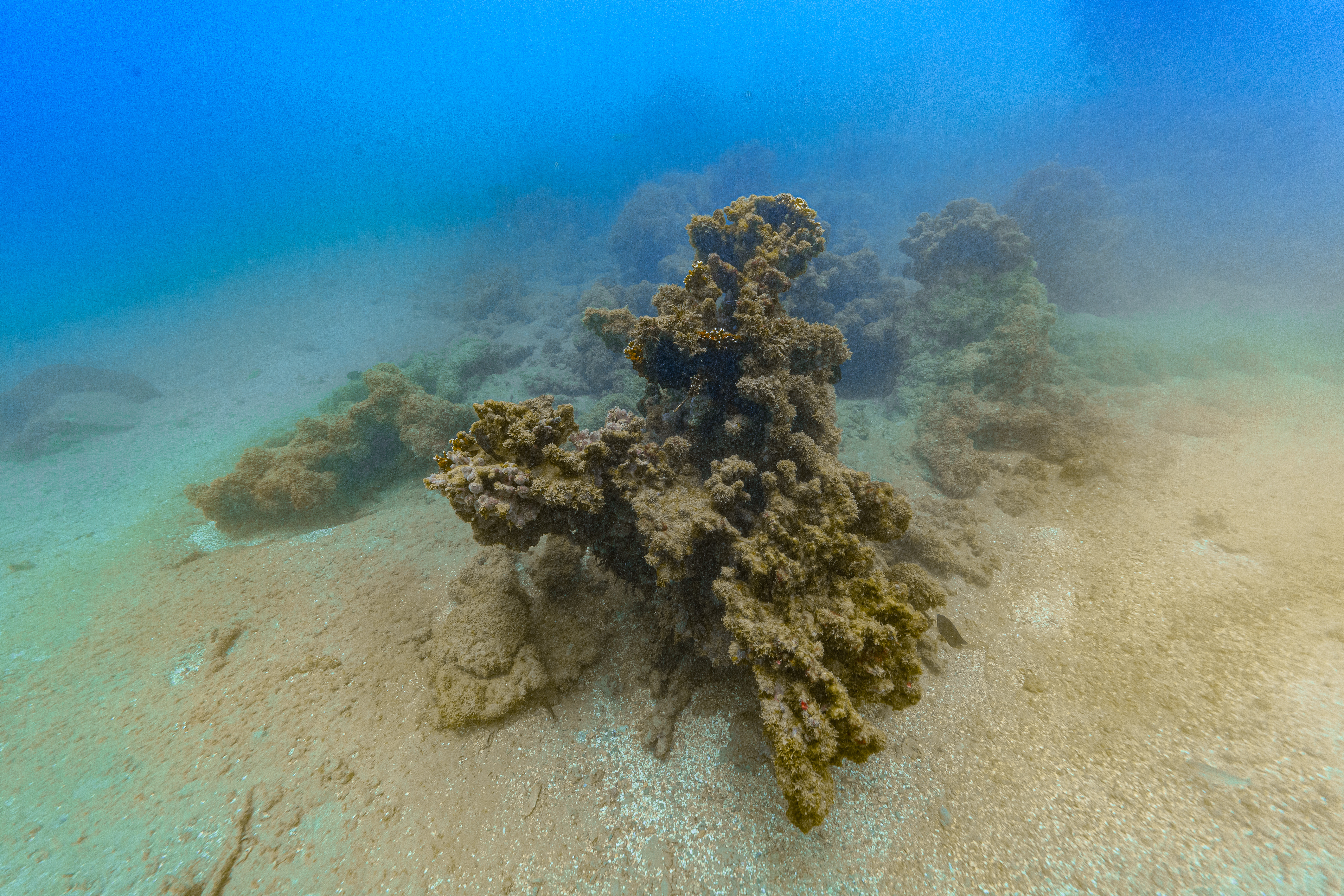A poluio e o aquecimento global so os principais inimigos dos recifes de corais (Foto: Felipe Cadena/Fundao Grupo Boticrio)