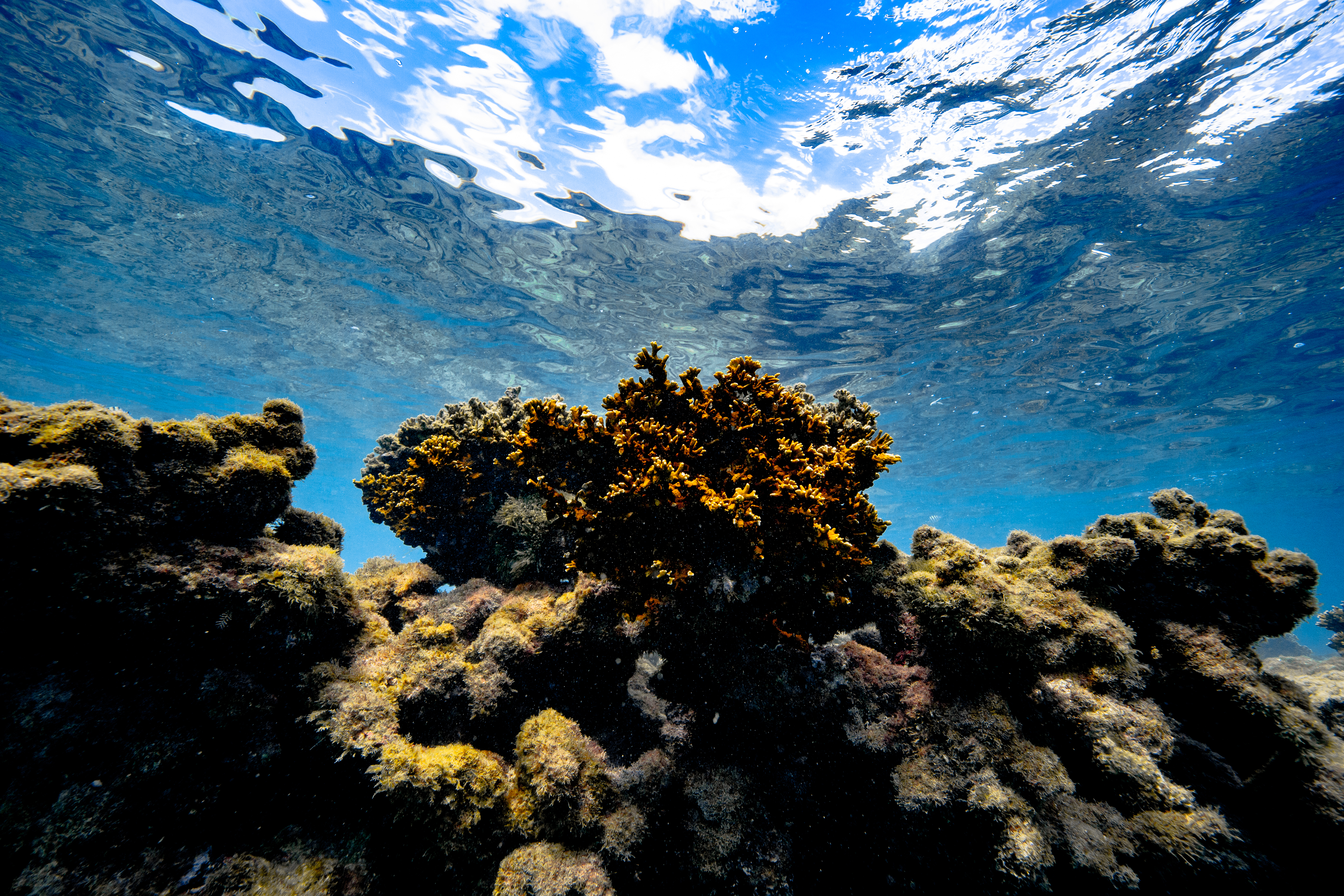 Fazer um turismo consciente e evitar jogar lixo no mar so algumas das aes que ajudam a preservar os corais (Foto: Felipe Cadena/Fundao Grupo Boticrio)