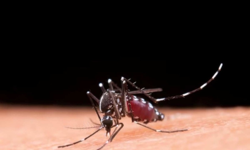 

A dengue  transmitida pelo mosquito Aedes aegypti; sua maior incidncia, normalmente, ocorre no vero, devido ao perodo de chuvas (foto: Jcomp/ Freepik)